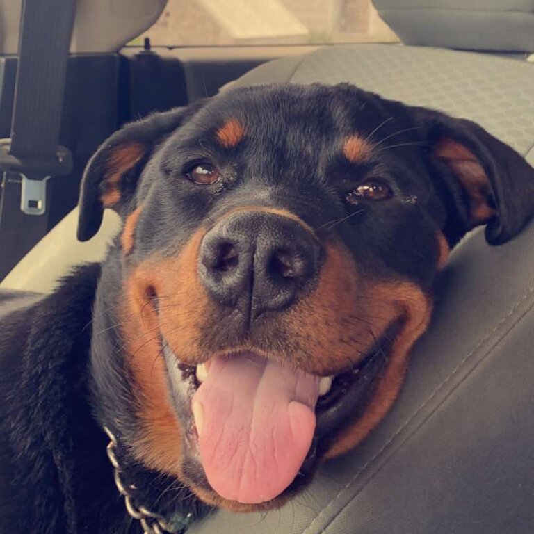 I am selling my Rottweiler rocky, he is very gentle, energetic and great with kids also neutered 