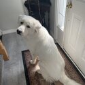 A male white Great Pyrenees -2