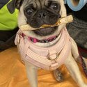 8 month female pug-1