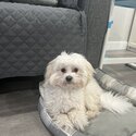 Very Sweet Shih Tzu poppy-1