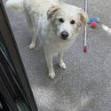 White boarder collie she’s a home body and very active -1