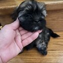 4 Shih Tzu &amp; Terrier cross -3