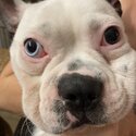 Boston terrier pup needs new family -1