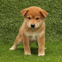 Affectionate And intelligent Shiba Inu Puppies.-0