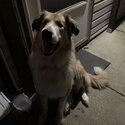 Great Pyrenees x rough collie -2