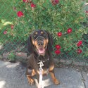 Black and tan coonhound -1