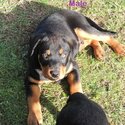 Purebred Rottweiler Puppies-4