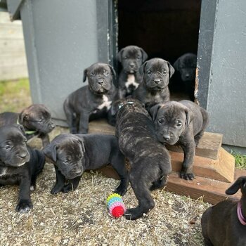 Purebred Mastiff puppies