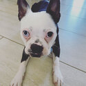 Boston terrier pup needs new family -3