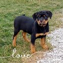 Purebred Rottweiler Puppies ready to go to their forever home -0