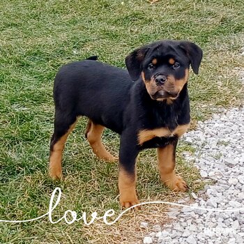 Purebred Rottweiler Puppies ready to go to their forever home 