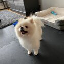 Friendly fluffy white pomeranian male!-5