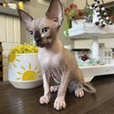 SPHYNX KITTENS FOR SALE-1