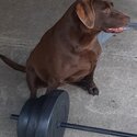 10 yearly old chocolate lab mix with dober -2