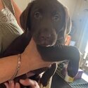 Purebred chocolate labs -2