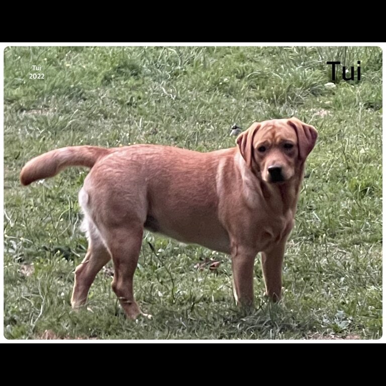 Pedigree Labrador 