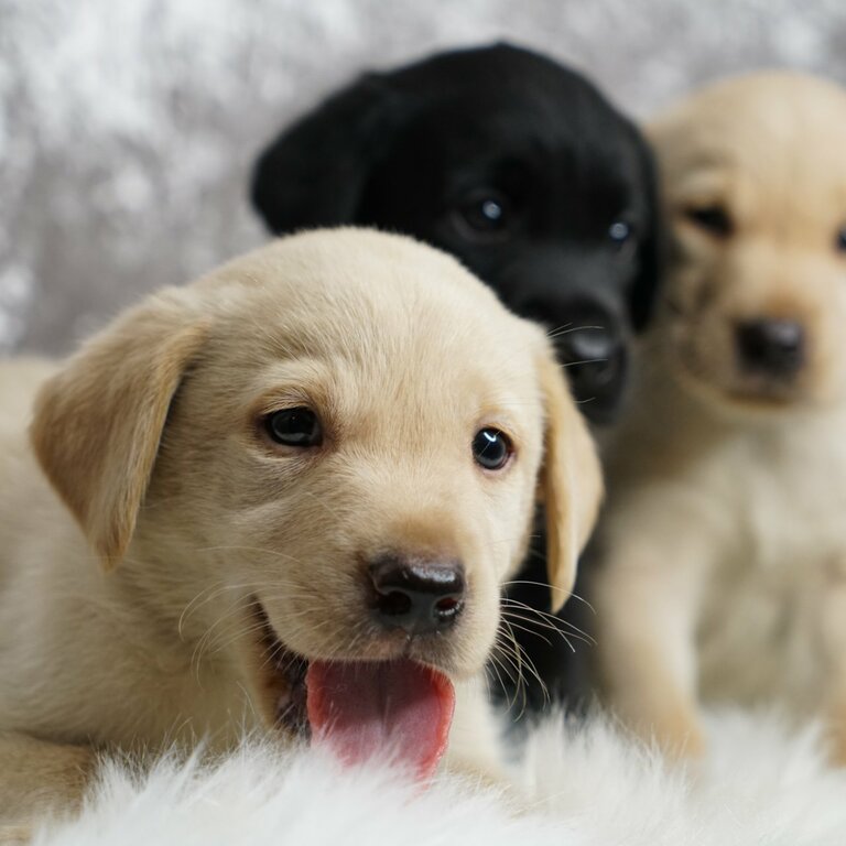 4 months purebred black ,cream white and grey labrador puppies