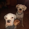 Boxer puppys-0