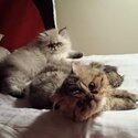 Jynx and Leo purebred Persians-0