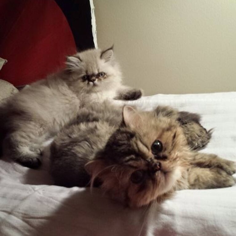 Jynx and Leo purebred Persians