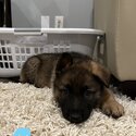 German shepherd puppies forsale-2