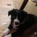 Border collie puppies -2