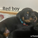 Purebred Rottweiler puppies-1