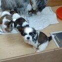 Gorgeous Shih tzu puppies for good home-1