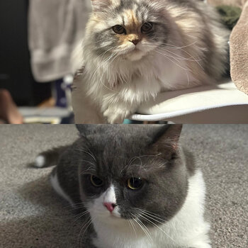 British shorthair X Persian kittens