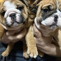 Bulldog Anglais chiots/ Englishh Bulldog puppies-3