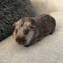 2x Guinea Pigs FREE to a Good Home!-2