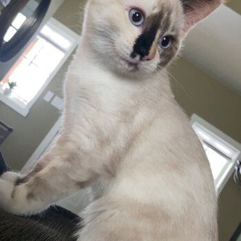 Siamese/Ragdoll