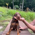 Gorgeous pure Doberman Pinscher puppies-2