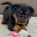 Rottweiler Puppies for sale -3