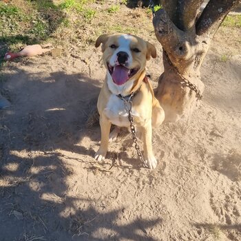 He is a pitbull cross with a shih tzu.