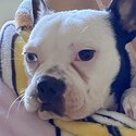 Boston terrier pup needs new family -0