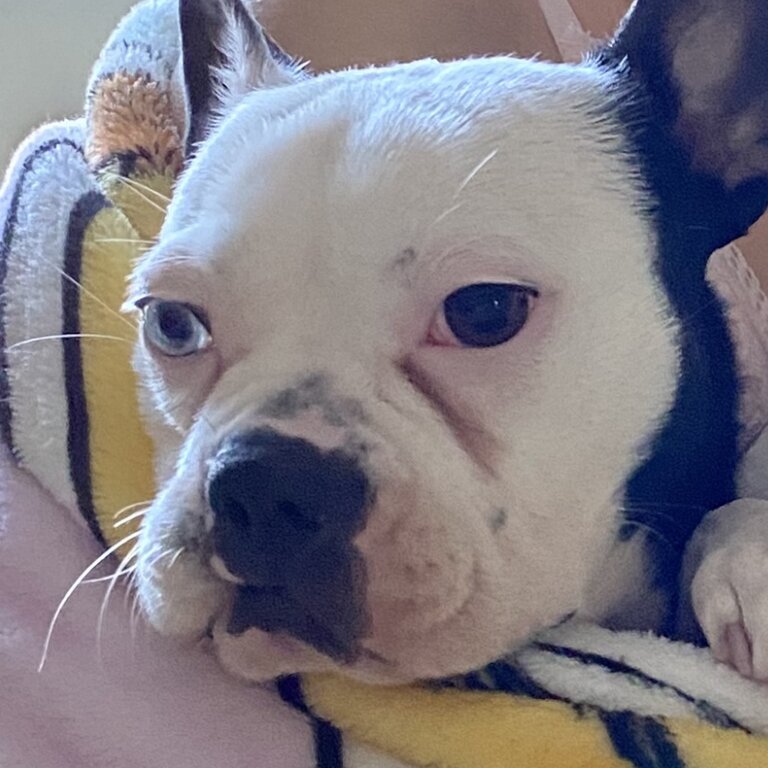 Boston terrier pup needs new family 