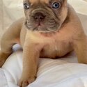 Puppies french bulldog -2