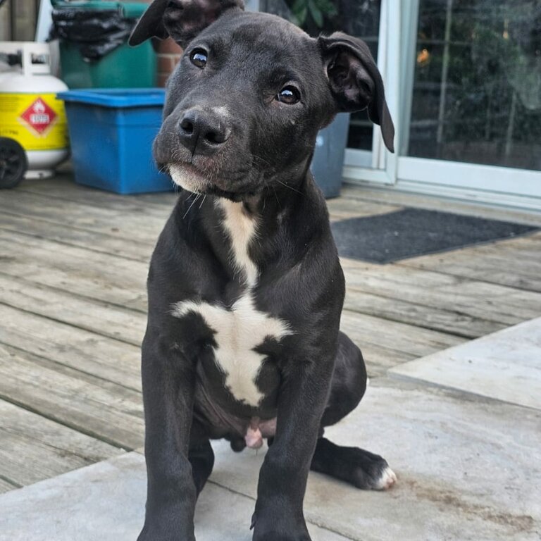 American bulldog puppies 