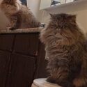 Purebred Persian nuetered boys-1