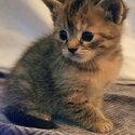 Unique persian tabby mix kittens -2