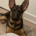 German Shepherd 9 months female-1