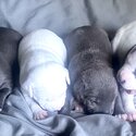 American Bully puppy for sale-0