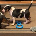 Bull Terrier puppies-1