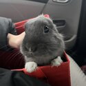 YOUNG DWARF BUNNY IN URGENT NEED OF FOREVER HOME-2