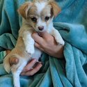 Long-hair Chihuahua Pups-1