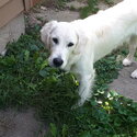 Young Golden retriever Male -2