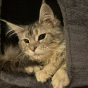 Gorgeous, sweet and gentle Maine coon. Female. Meet Muffin.-4