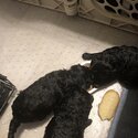 Toy poodle puppies -1