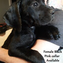 Cane Corso Puppies-2